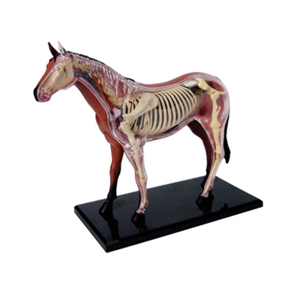 Science Diy Model - 동물 장기 해부학 모델, 4D 말