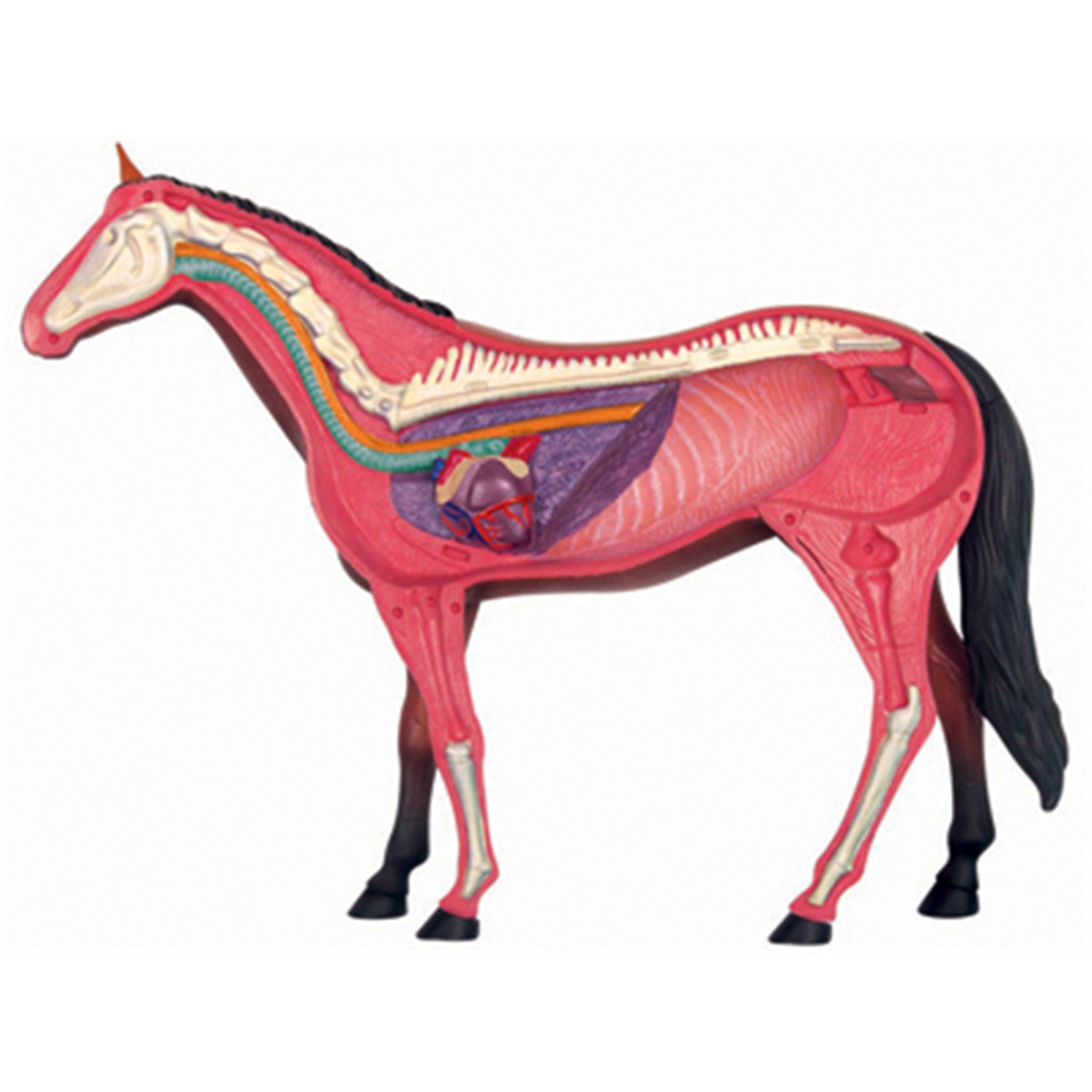 동물 장기 해부학 모델, 4D 말 지능 조립 장난감,  - Science Diy Model 리뷰 및 가격