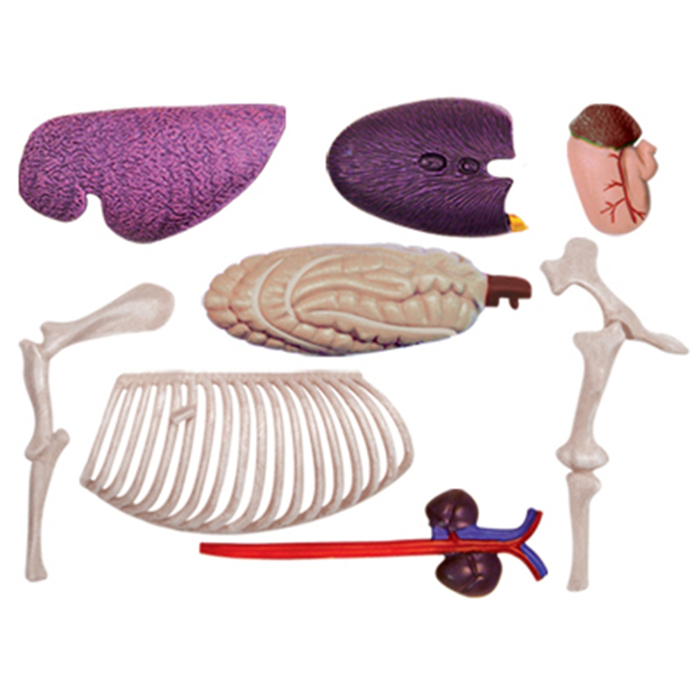 동물 장기 해부학 모델, 4D 말 지능 조립 장난감,  - Science Diy Model 리뷰 및 가격